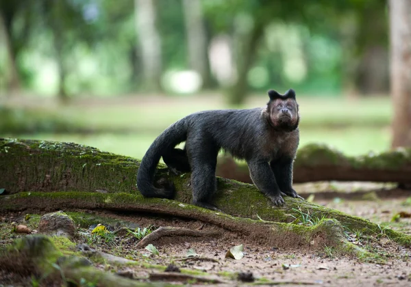 Tufted Capuchin — Stock Photo, Image