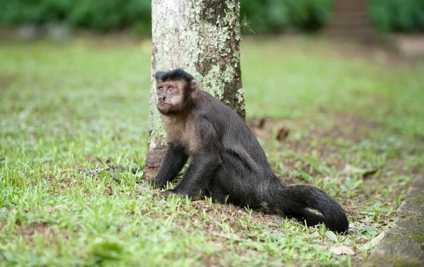 Tufted Capuchin by a tree — Stock Photo, Image