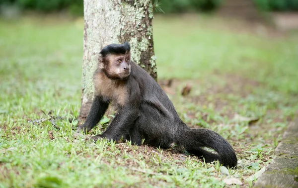 Capucin touffu près d'un arbre — Photo