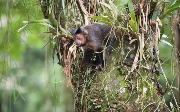 Capuchinho adornado em uma árvore — Fotografia de Stock