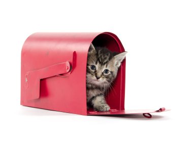 posta kutusunda şirin tabby yavru kedi