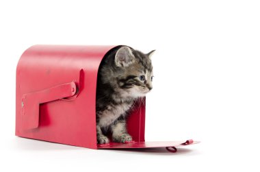 posta kutusunda şirin tabby yavru kedi