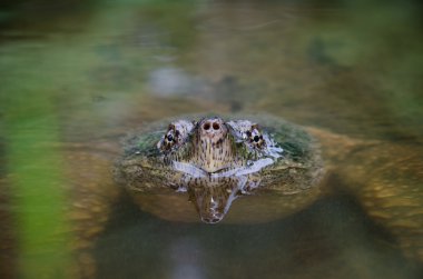ortak yapışma kaplumbağa