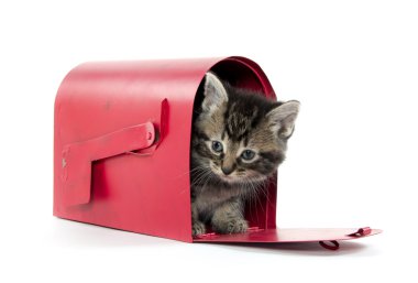 posta kutusunda şirin tabby yavru kedi