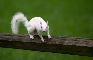 White squirrel