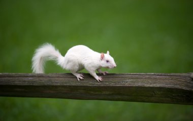 White squirrel