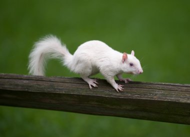 White squirrel