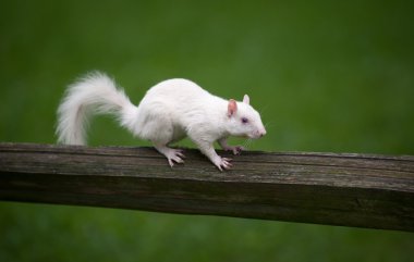 White squirrel