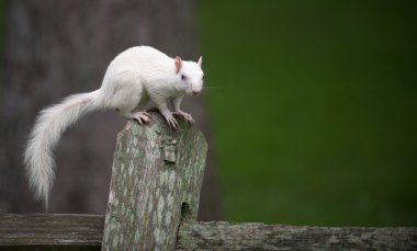 White squirrel