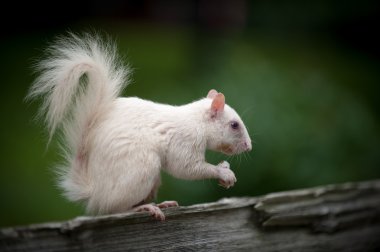 White squirrel