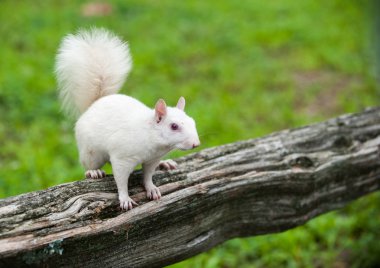 White squirrel