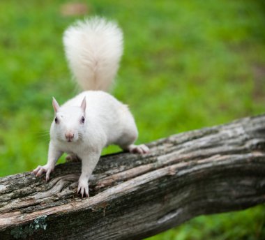 White squirrel