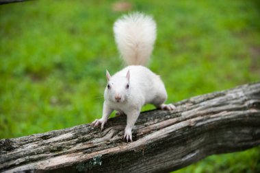 White squirrel