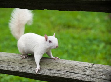 White squirrel
