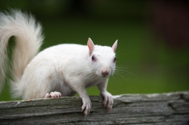 White squirrel