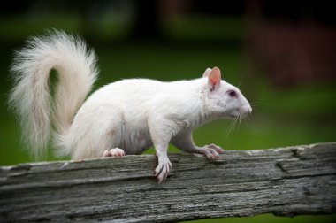 White squirrel