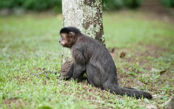 Capuchino copetudo por un árbol —  Fotos de Stock