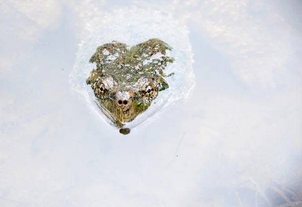 Common snapping turtle — Stock Photo, Image