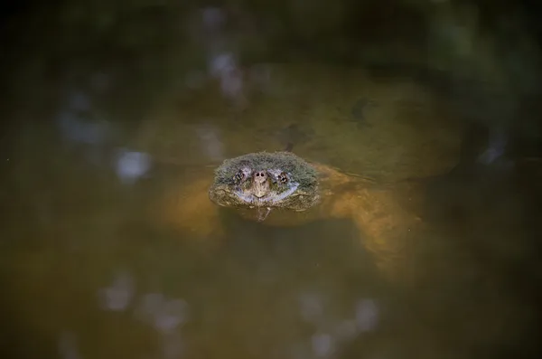 Common snapping turtle — Stock Photo, Image