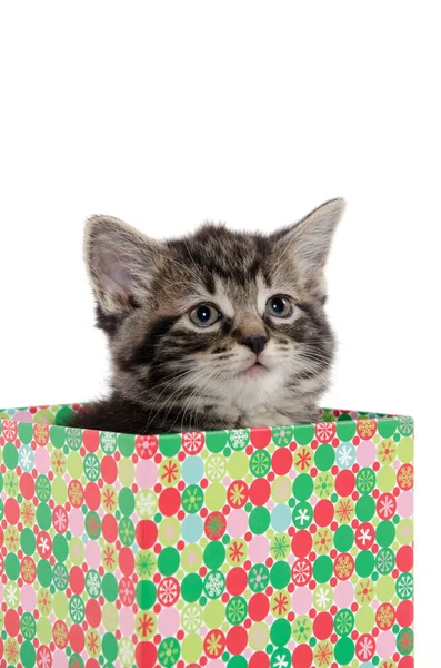 框中的可爱的虎斑猫咪 — 图库照片