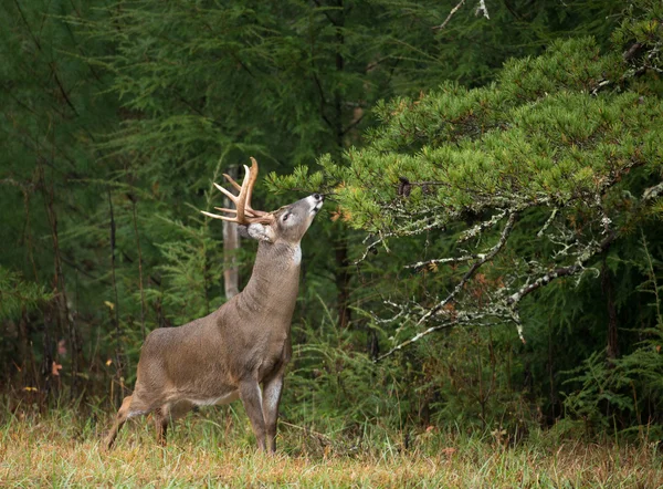 White-tailed deer buck — Stock Photo, Image