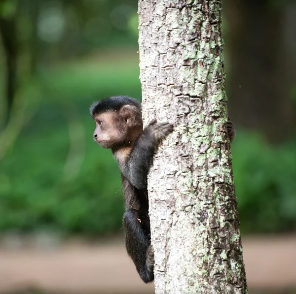 Capuchino copetudo en un árbol — Foto de Stock