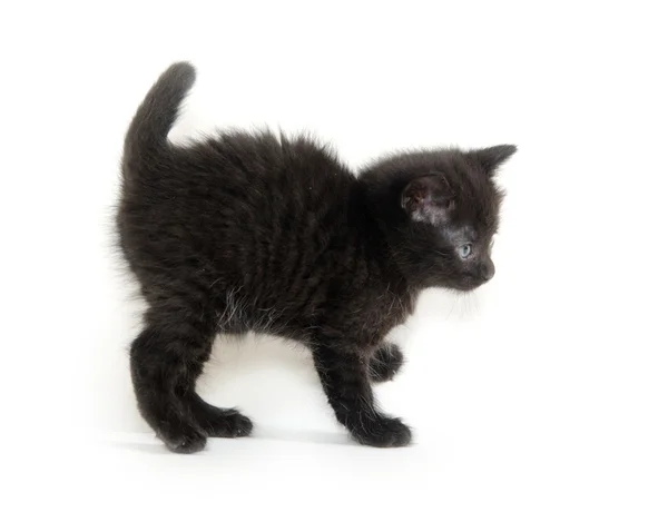Bang zwart katje — Stockfoto
