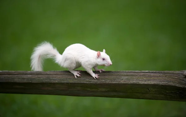 Esquilo branco — Fotografia de Stock