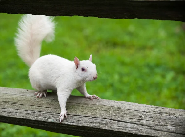 Weißhörnchen — Stockfoto