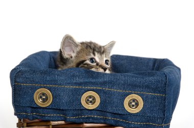 sepet içinde şirin tabby yavru kedi