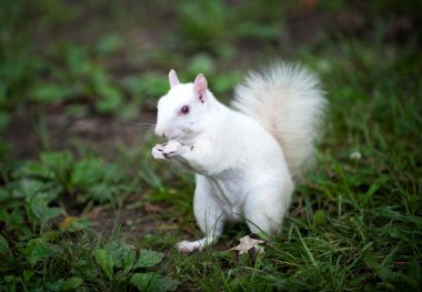 White squirrel