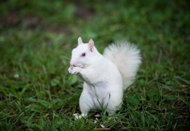 White squirrel