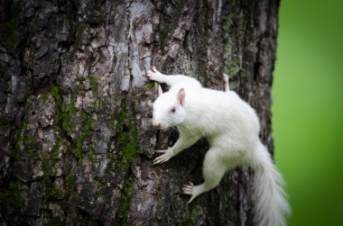 White squirrel