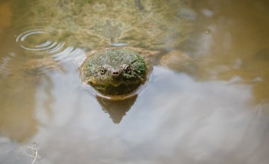 ortak yapışma kaplumbağa