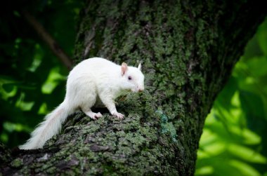 White squirrel