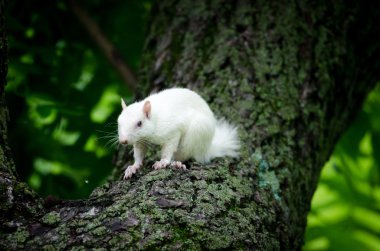 White squirrel