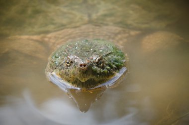 ortak yapışma kaplumbağa