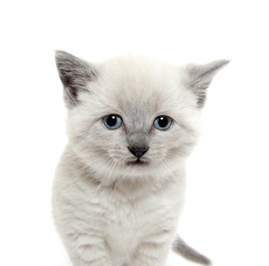 Beyaz sevimli kedi yavrusu
