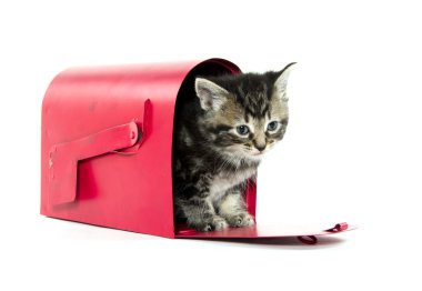 posta kutusunda şirin tabby yavru kedi