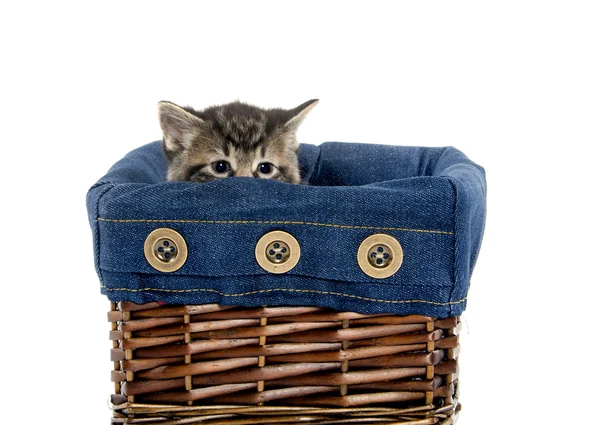 在篮子里的可爱的虎斑猫咪 — 图库照片