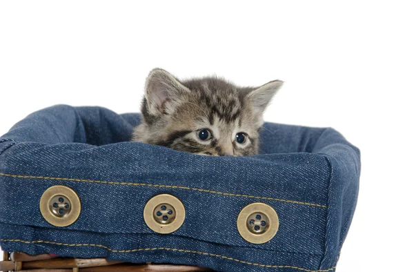 在篮子里的可爱的虎斑猫咪 — 图库照片