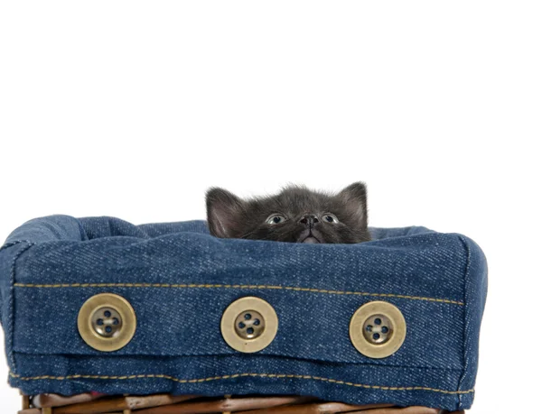 Cute tabby kitten in a basket — Stock Photo, Image