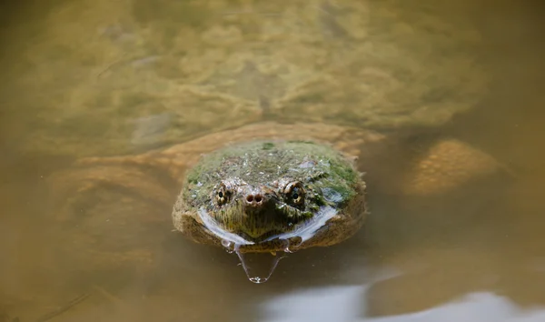 カミツキガメ — ストック写真