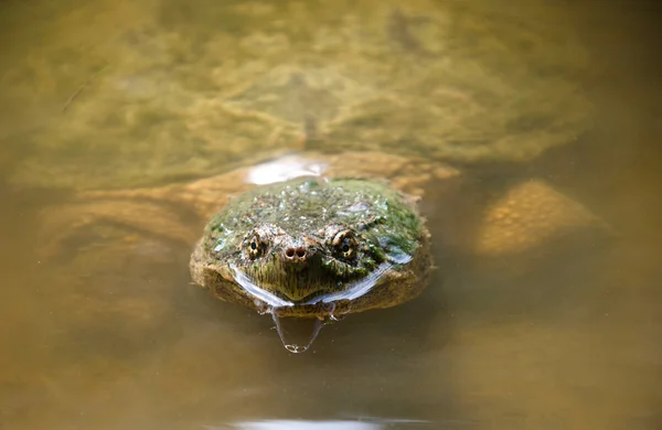 Common snapping turtle — Stock Photo, Image