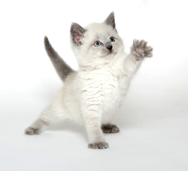 Cute kitten playing on white — Stock Photo, Image