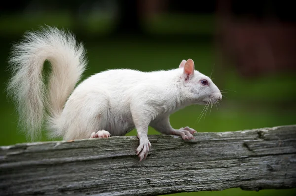 White squirrel — Stok fotoğraf