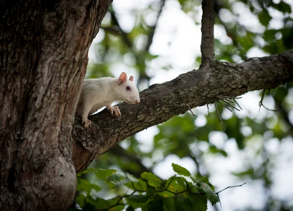 White squirrel — Stock Photo, Image