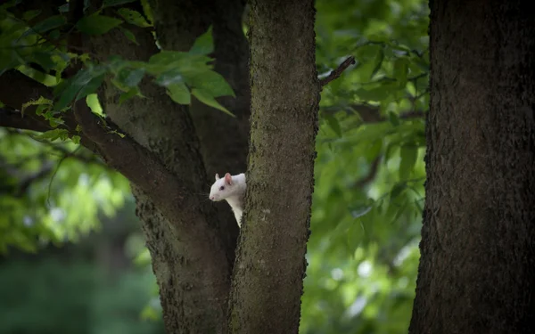 White squirrel — Stock Photo, Image