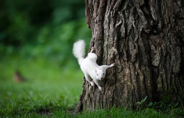 Scoiattolo bianco — Foto Stock