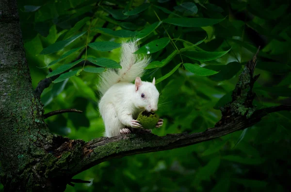 백색 다람쥐 — 스톡 사진